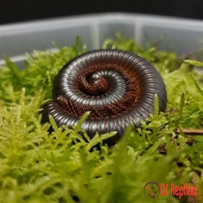  Archispirostreptus gigas: Selviytyjien suosikki, joka voi kuoriutua uudesta kuoresta ja on täynnä hämmästyttäviä ominaisuuksia!