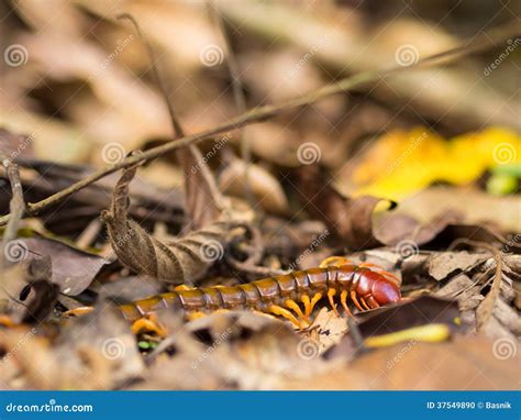  Centipede: A Tiny Terror Hiding Beneath Leaves and Logs