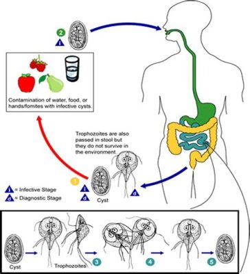  Giardia Lamblia: Elävä Mikroksi Kuuluva Yksilö ja Pissapiikki Joka Ei Todella Vie Piikkiä!