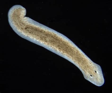  Yellow-Spotted Planarian: A Tiny, Regenerative Masterpiece That Defies Death!