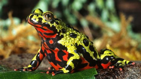  Fire-Bellied Toad: An Amphibious Acrobat Balancing Vibrant Beauty with Deadly Defense!