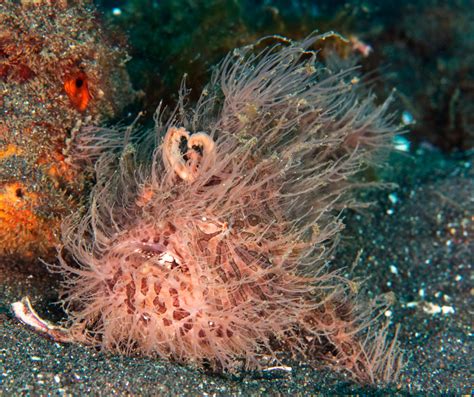  Fluke! An Underwater Master of Camouflage and Stealthy Predation