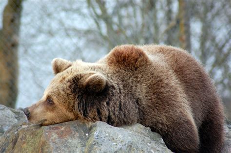 Karhun Käpinen Karhu: Pehmeä, Kimalteleva ja Kaikki Sen Ympärillä Olevan Oikuttaja!