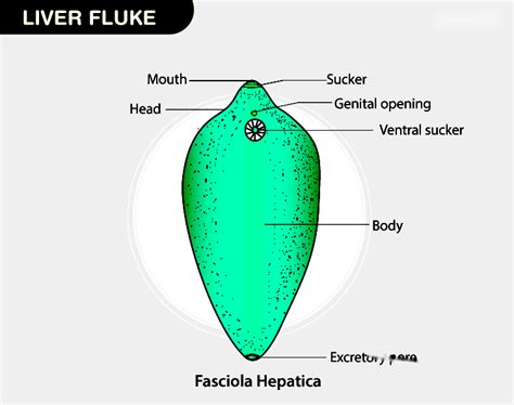  Liver Fluke:  A Master of Disguise Thriving Within the Complex Ecosystems of Vertebrates!