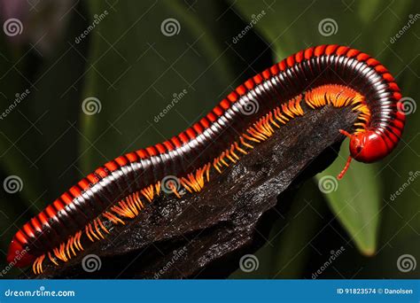  Millipede! A Wonderfully Multi-Legged Creature With an Unrivaled Ability to Curl Up Into a Tight Ball When Threatened