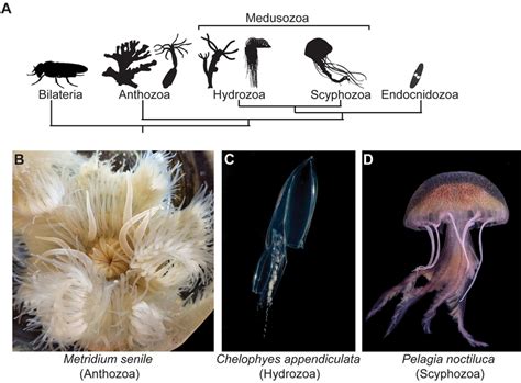  Nectocyla! This Colonial Hydroid Will Have You Questioning Everything You Know About Jellyfish