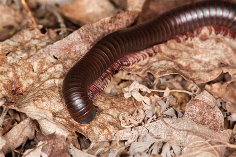  North American Millipede: What Happens When You Mix Thousand Legs With Incredible Regeneration Powers?