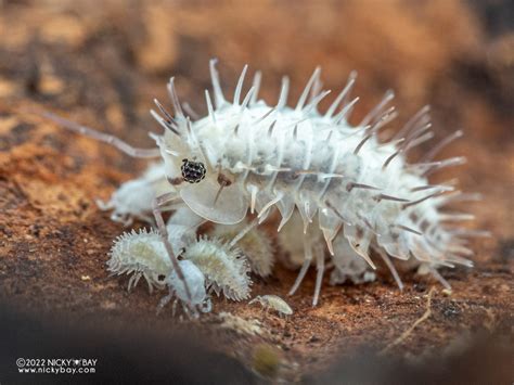  Pill Isopoda! Katselua merenpohjaan ja upeiden panssarien ihmeisiin!