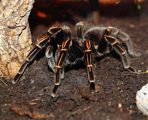  Tarantula: Ei vain karvainen otus – löydä itsesi hämähäkkimaailman mystisten lumojen äärellä!