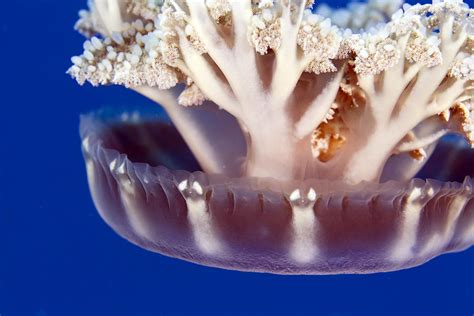  Ulcerated Hydrozoa! Exploring the Mystifying World of the Upsidedown Jellyfish