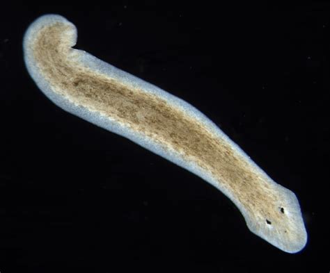  Woolly Bear Planarian: A Tiny Terrestrial Marvel with Remarkable Regeneration Capabilities!